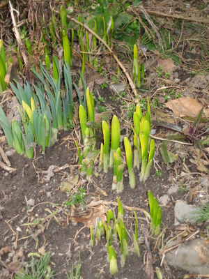 とうとう春がやってきた！【スイセン】