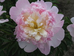 芍薬9