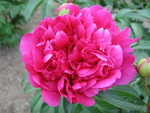 芍薬8