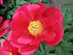 芍薬7