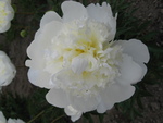 芍薬11