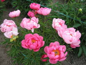 芍薬3