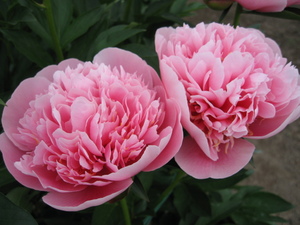 芍薬4