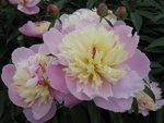芍薬12