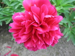 芍薬14