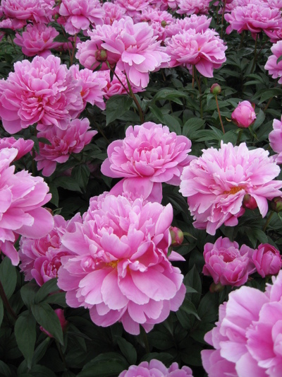 芍薬1