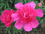 芍薬16