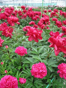 芍薬6