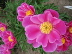 芍薬18