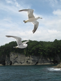 浄土ヶ浜　ウミネコ餌付け1