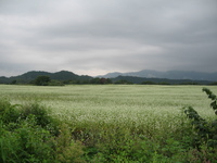 山形県大蔵村のそば畑