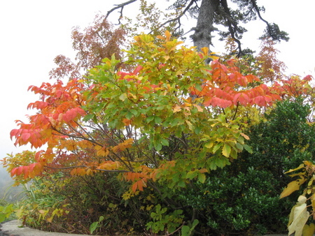 須川高原　紅葉4
