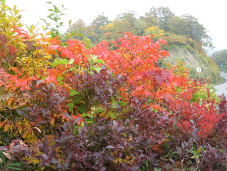 須川高原　紅葉3