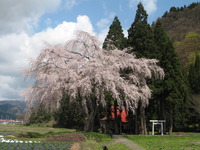 樹齢200年の桜