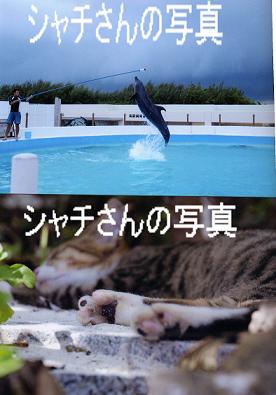 加藤(BLUE DOLPHIN)さん写真展