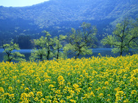 春爛漫 2012/03/22 10:32:32