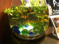 kingyo 2012/02/10 22:22:25