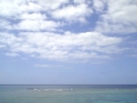 沖縄タムン