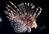 沖縄の海の危険生物とその応急処置法