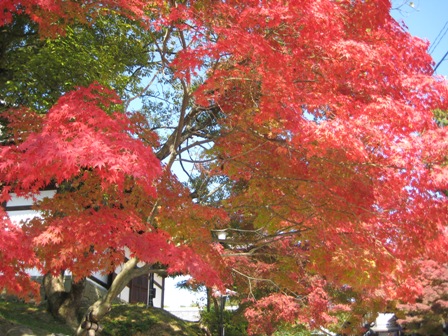 紅葉狩り　ＩＮ　京都。
