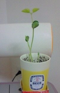 枝豆栽培。