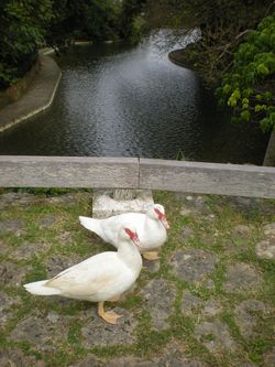 しゅり