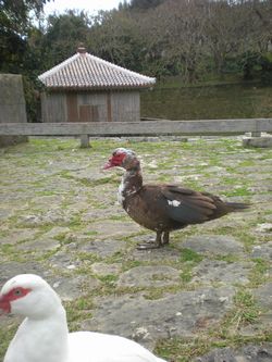 しゅり