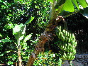 バナナの木が！！