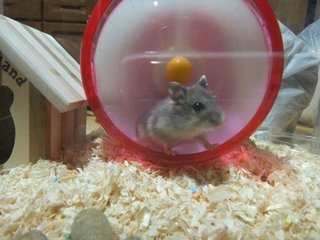新しい家族が増えました(^^♪