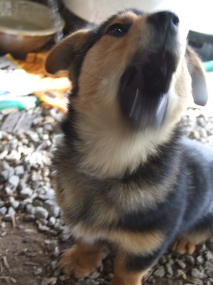 ここほれ ワン ワン