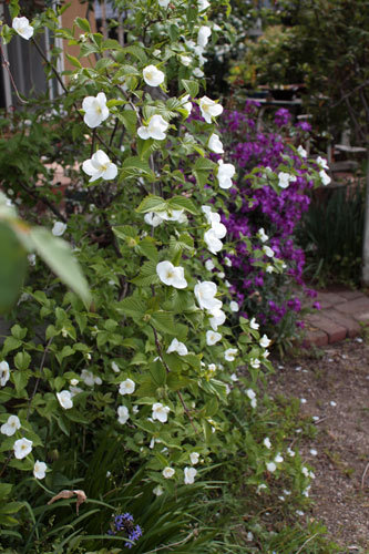 手入れせずとも たくましく 花たち 手入れせずとも たくましく 花たち