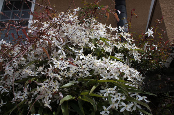 手入れせずとも たくましく 花たち 手入れせずとも たくましく 花たち