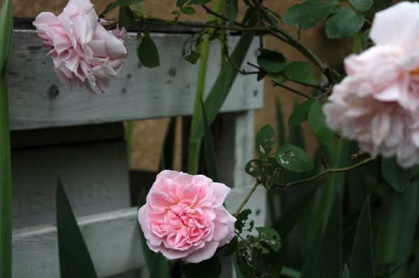 薔薇 ルドゥテとジャーマンアイリス 薔薇 ルドゥテとジャーマンアイリス