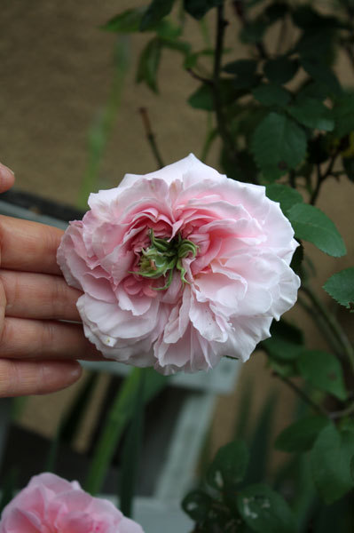 薔薇 ルドゥテとジャーマンアイリス 薔薇 ルドゥテとジャーマンアイリス