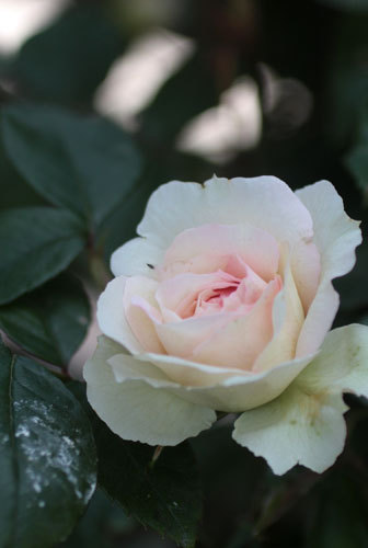 薔薇一輪 薔薇一輪