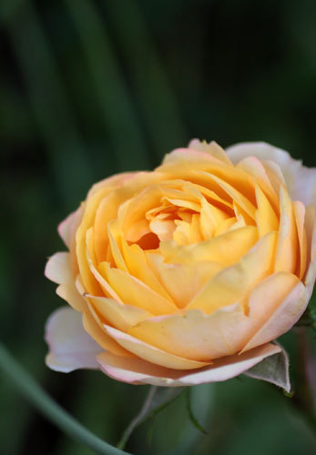薔薇一輪 薔薇一輪