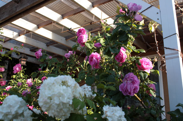 薔薇ピークはまだ。 開花始めた薔薇達 薔薇ピークはまだ。 開花始めた薔薇達