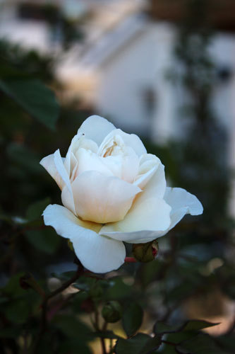 薔薇ピークはまだ。 開花始めた薔薇達 薔薇ピークはまだ。 開花始めた薔薇達