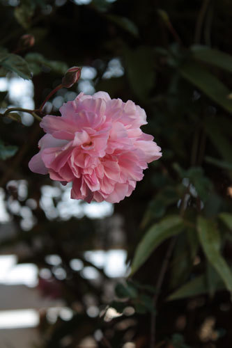 薔薇ピークはまだ。 開花始めた薔薇達 薔薇ピークはまだ。 開花始めた薔薇達