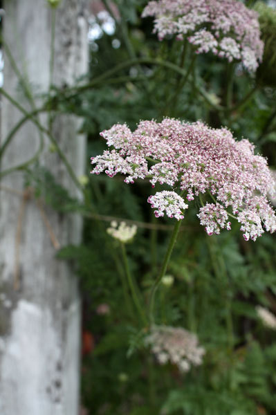 薔薇の後には まだ梅雨入り宣言出ていない 薔薇の後には まだ梅雨入り宣言出ていない