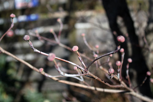 芽吹き バイモユリ 白万重 芽吹き バイモユリ 白万重