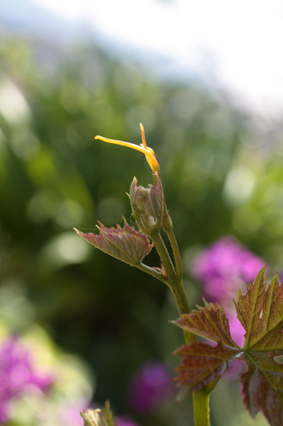 薔薇に開花の兆しが フランソワジュランビル コデマリ 薔薇に開花の兆しが フランソワジュランビル コデマリ