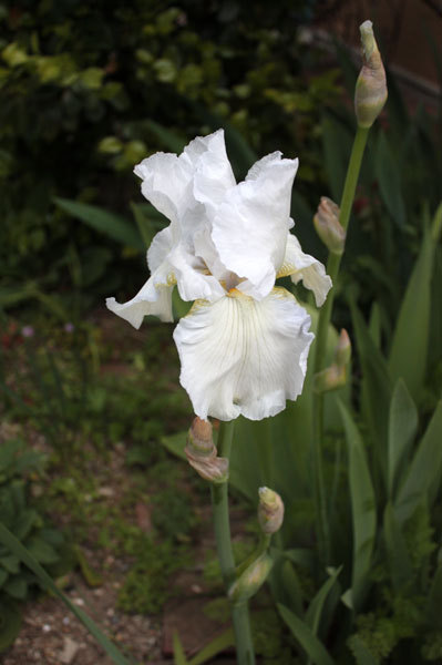 薔薇 咲く パットオースチン 薔薇 咲く パットオースチン