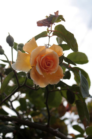 ボスコベル鮮やかに咲いている、草花も一杯に ボスコベル鮮やかに咲いている、草花も一杯に