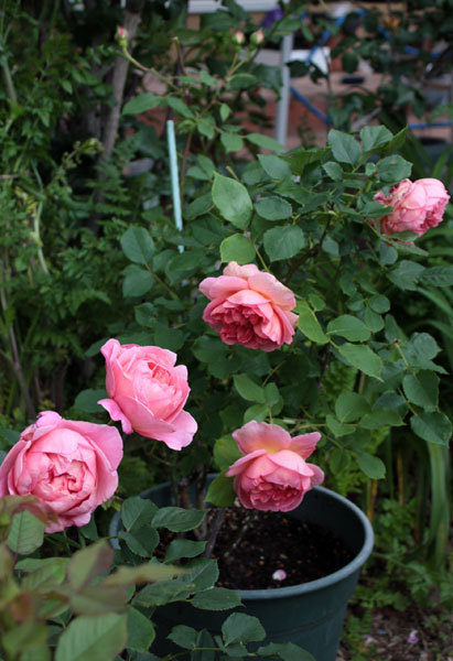 今日は草花 白万重 今日は草花 白万重