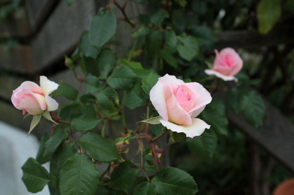 ボスコベル鮮やかに咲いている、草花も一杯に ボスコベル鮮やかに咲いている、草花も一杯に