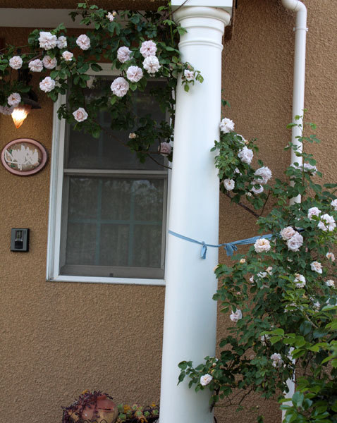コロナ関係TVもう結構 花を見て暮らす コロナ関係TVもう結構 花を見て暮らす