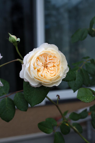 フランソワ・ジュランビルが開花進む フランソワ・ジュランビルが開花進む