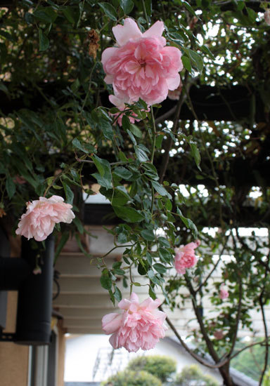 フランソワ・ジュランビルが開花進む フランソワ・ジュランビルが開花進む
