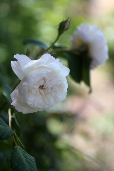 フランソワ・ジュランビルが開花進む フランソワ・ジュランビルが開花進む